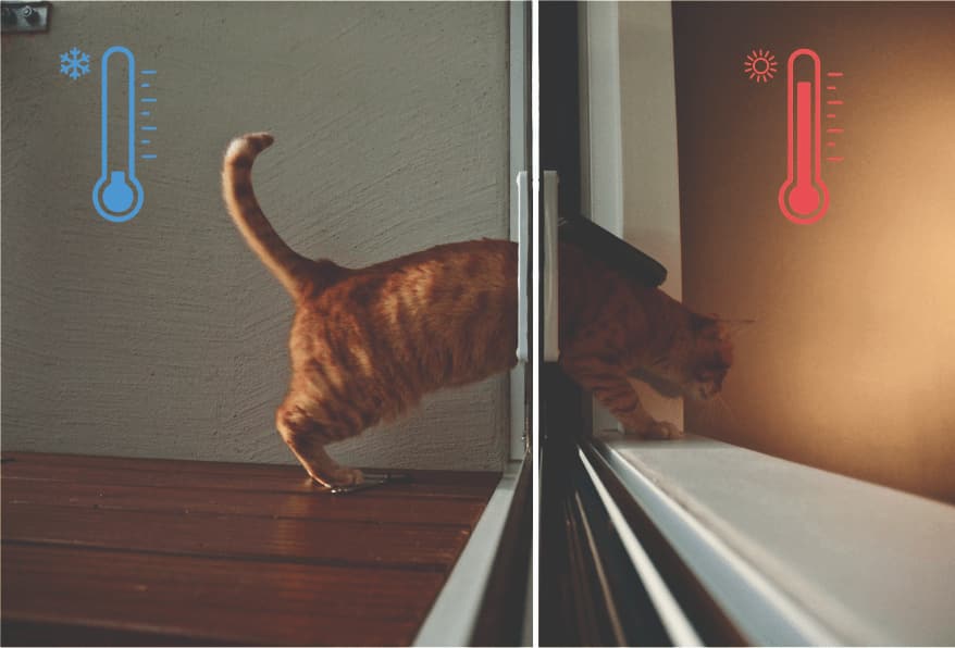 un chat libre et une isolation optimale